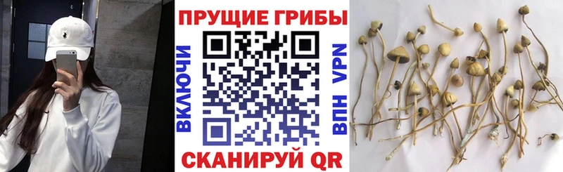Псилоцибиновые грибы Cubensis  kraken маркетплейс  Ардатов  купить  сайты 